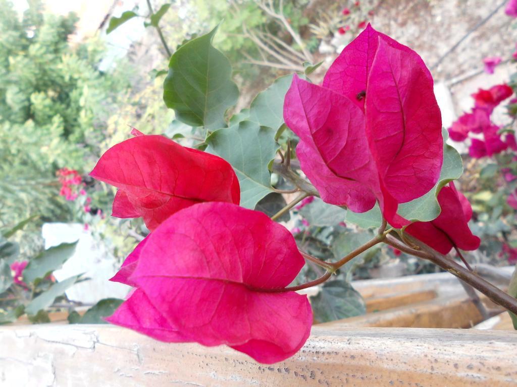 Maremonti Bed & Breakfast Puerto López Εξωτερικό φωτογραφία